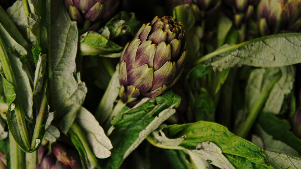 Frische italienische Artischocken mit violetten Spitzen – typisch für die regionale Gemüsevielfalt Italiens und ihre Slow-Food-Kultur