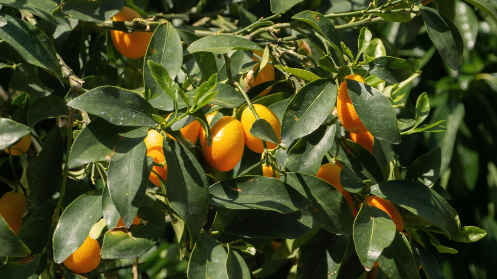 Kumquats am Strauch – Symbol für regionale Vielfalt der italienischen Agrarprodukte und Slow-Food-Philosophie