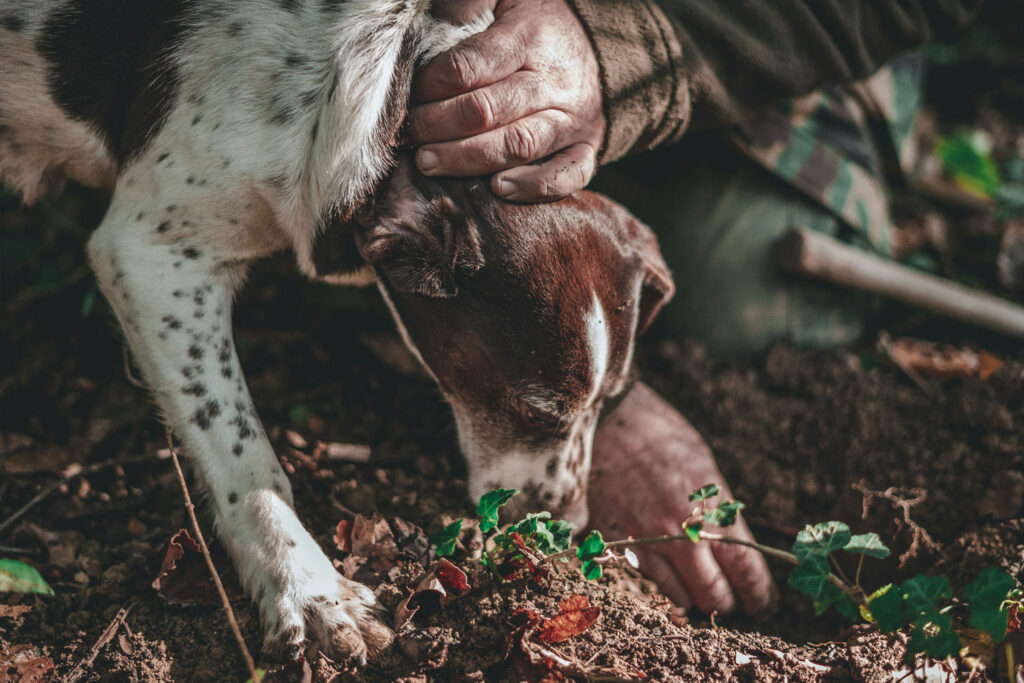 Trüffelhund sucht im Wald nach frischem Trüffel, begleitet von einem Trüffelsucher – traditionelle Trüffelsuche in Italien für weißen und schwarzen Trüffel.