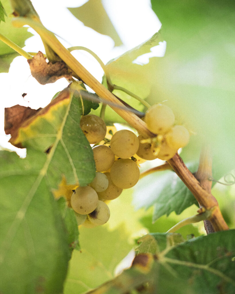 Weiße Trauben am Rebstock im Sonnenlicht – typische Trauben für Weißburgunder (Pinot Bianco) im Weinberg.