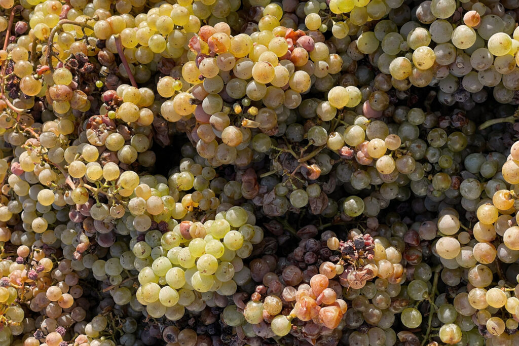 Frisch geerntete weiße Trauben in großer Menge – Grundlage für die Produktion von Weißburgunder und anderen Weißweinen.