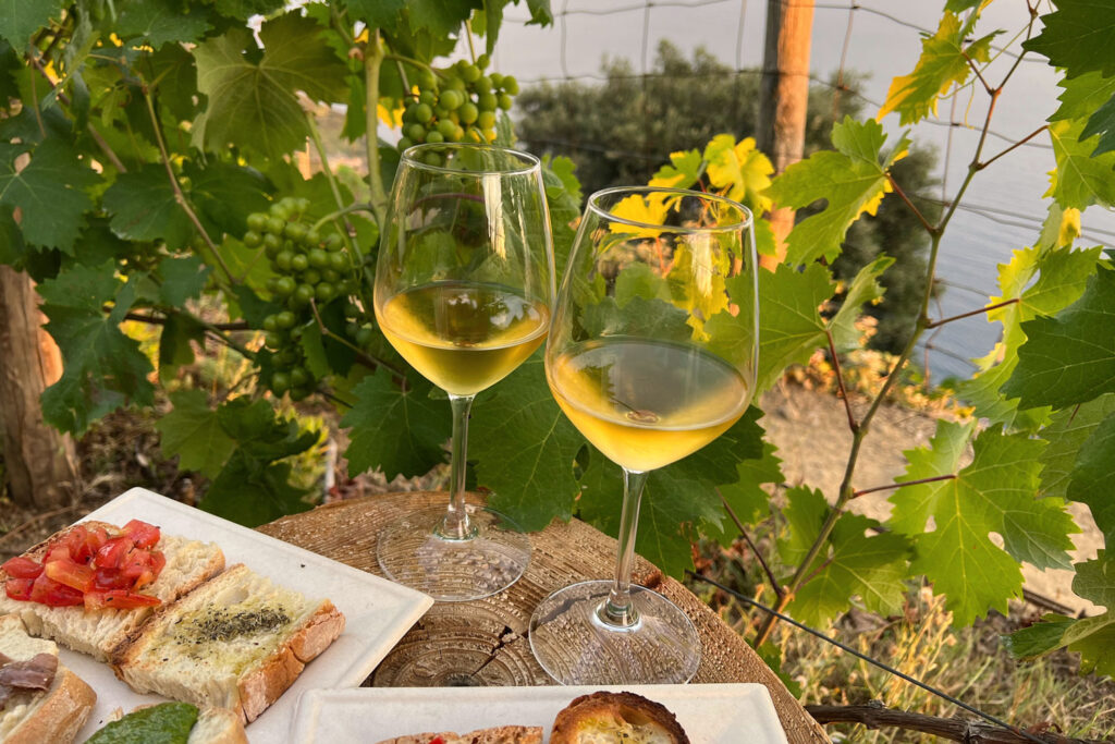 Zwei Gläser Weißwein im Weinberg mit frischen Trauben – Verkostung von Weißburgunder (Pinot Bianco) direkt in der Natur.