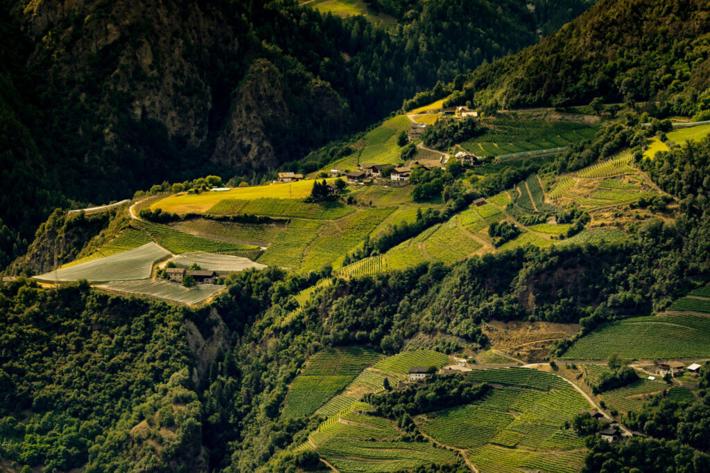 Terrassierte Weinberge in den Alpen – ideale Anbaugebiete für Weißburgunder (Pinot Bianco) in Norditalien.