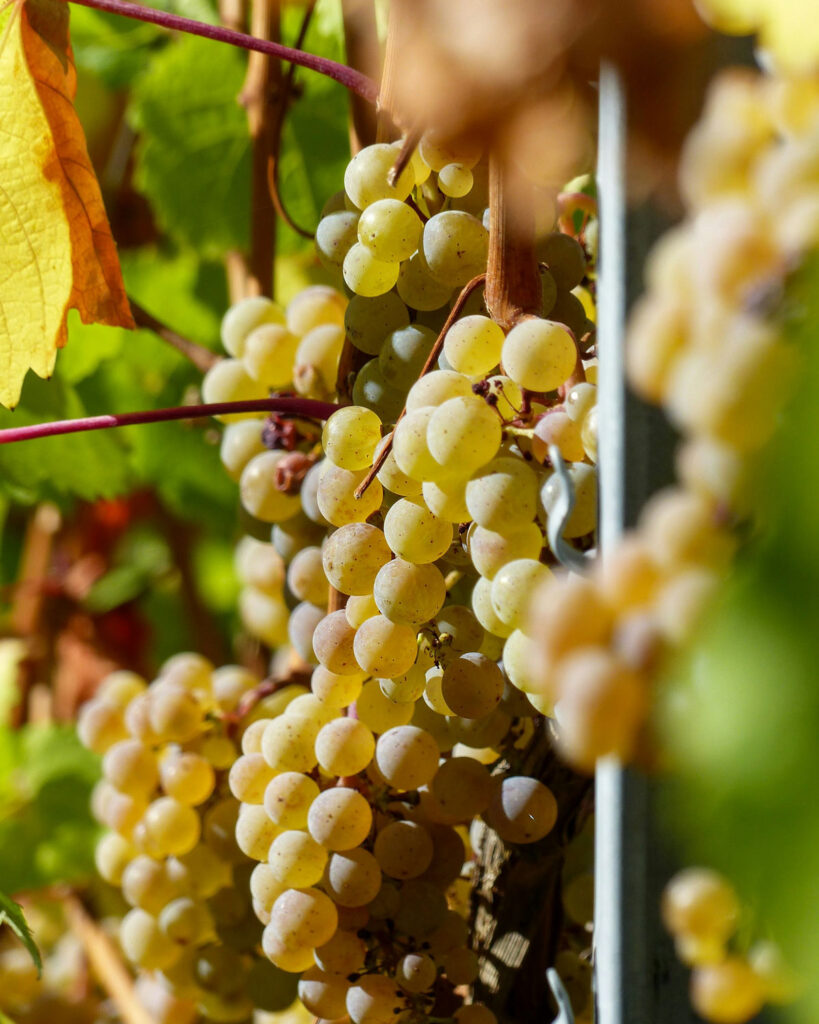 Reife weiße Trauben am Rebstock – Grundlage für Weißburgunder (Pinot Bianco) mit feiner Säure und eleganter Struktur.