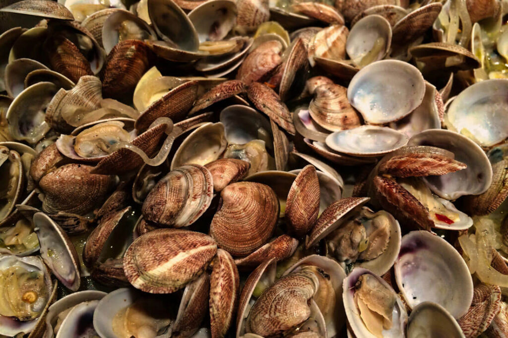 Frische Venusmuscheln für Spaghetti alle Vongole – wichtige Zutat der italienischen Küche