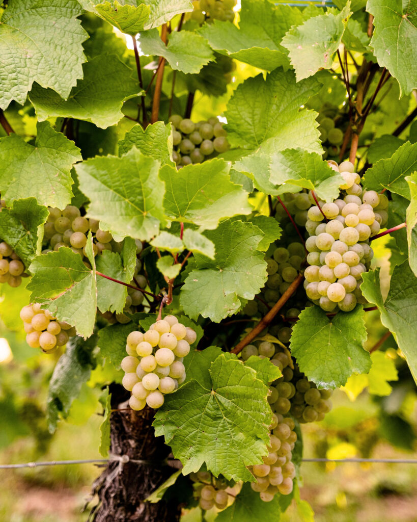 Vermentino Trauben am Rebstock – weiße Rebsorte aus Italien mit mediterranem Klima und mineralischem Terroir